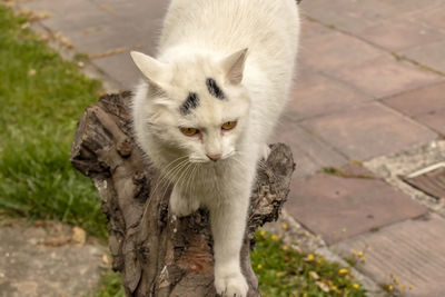 High angle portrait of cat by kitten outdoors