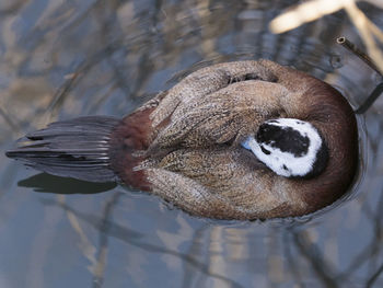 High angle view of bird in water