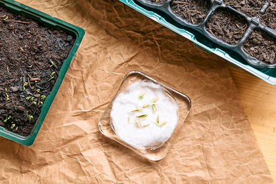 Germination of