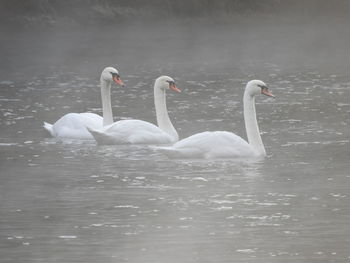 Swans swimming in lake