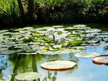 Lotus water lily in lake