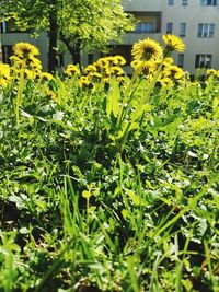 Close-up of yellow flowering plants on field