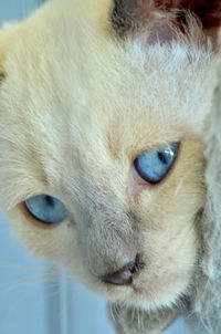 Close-up portrait of a cat