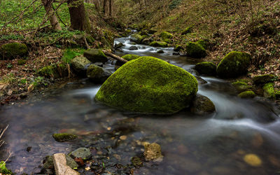 High angle view of mossy rocks in water