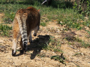 View of a cat on field