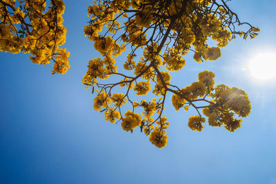 Low angle view of flowering tree against clear blue sky