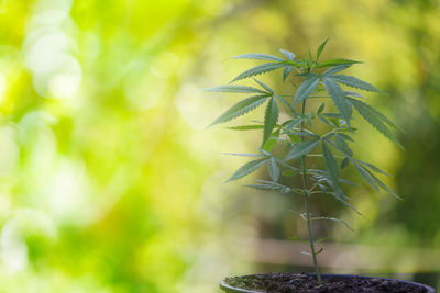 Close-up of plant growing on field