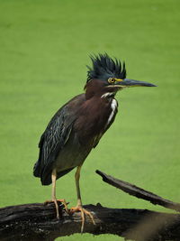 Close-up of gray heron perching on lake