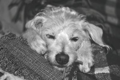 Close-up portrait of dog relaxing at home