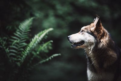 Profile view of dog looking away against plants