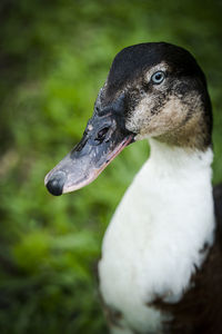 Close-up of duck