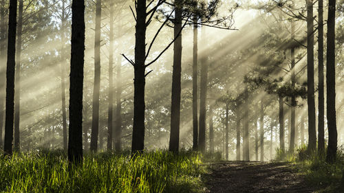 Trees in forest