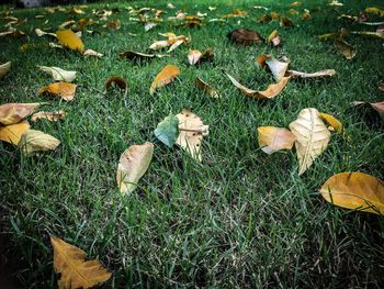 Close-up of green grass