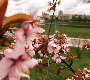 Close-up of pink flowers blooming on tree