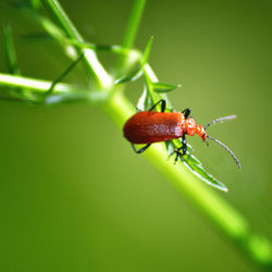 Close-up of insect on leaf