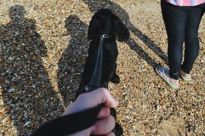 Cropped hand holding pet leash