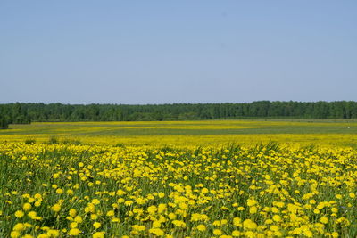 Scenic view of field against clear sky