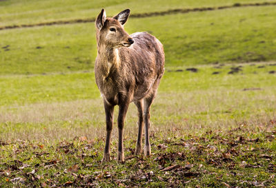 Deer standing in a field