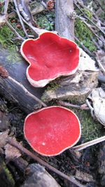 Close-up of fungus growing on tree trunk