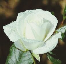 Close-up of white flower