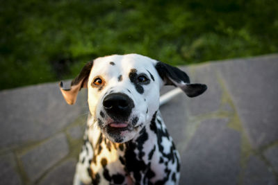 High angle portrait of dog