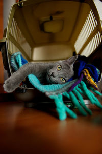 Close-up of a cat resting on a table