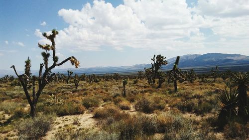 Plants on landscape against sky