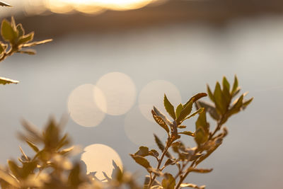 Close-up of plant against sky