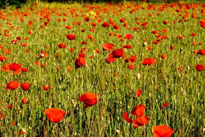 Close-up of poppies in field