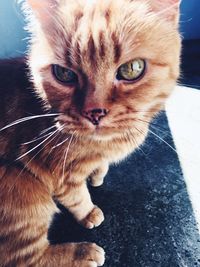 Close-up portrait of tabby cat