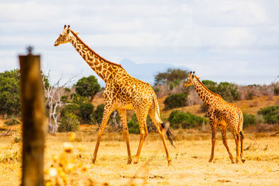 Giraffes on field at tsavo east national park