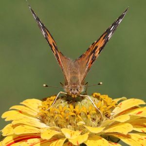 Close-up of butterfly perching on flower