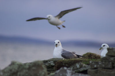 Close-up of seagulls