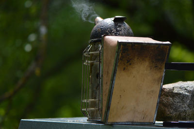 Close-up of bird against blurred background