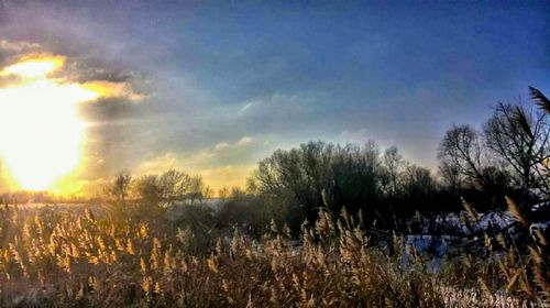 Trees on field against sky at sunset