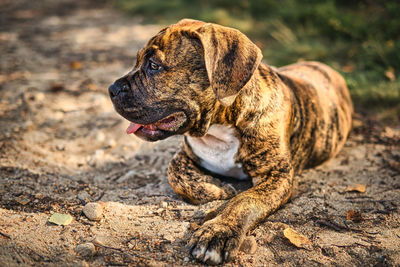 Close-up of dog