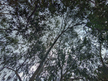 Low angle view of trees against sky