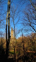 Low angle view of trees in forest against sky