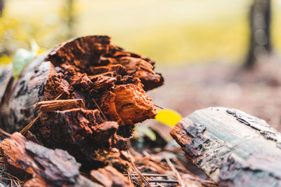 Close-up of rusty metal log on field