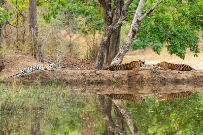 Cat resting in a forest