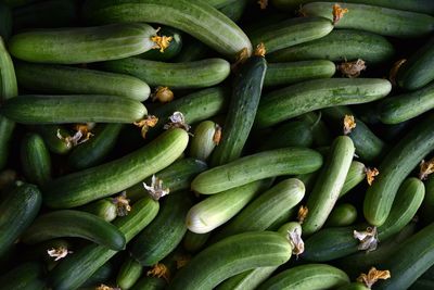 Cucumber fruit harvested, fruiting vegetable on market