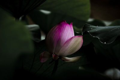 Close-up of pink water lily