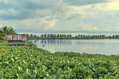 East kolkata westlands near newtown, one of the largest wastewater fed aqua culture system in asia.