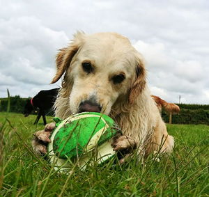 Close-up of dog sitting on field against sky
