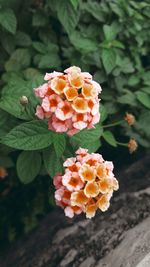 Close-up of orange flowering plant