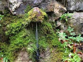 Plants growing in forest