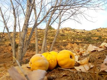 Close-up of pumpkins on field against sky