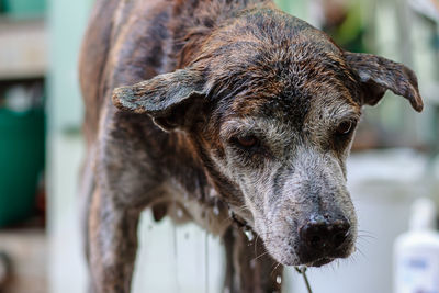 Close-up of dog looking away outdoors