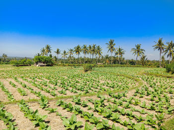 Tobacco plants in rice field with beautiful view of mount rinjani