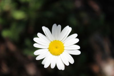 Close-up of daisy flower